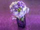 Lavender Beauty Phlox Seeds