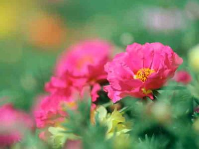 Moss Rose Double Flowered Mix Portulaca Seeds