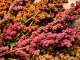 Brightest Brilliant Quinoa Seeds