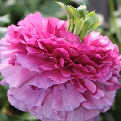 Italian Ranunculus Elegance Rosa Festival