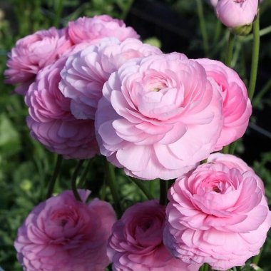 Italian Ranunculus Elegance Rose Chiaro