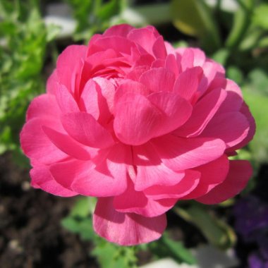 Italian Ranunculus Elegance Rosa