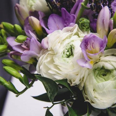 Freesias and Ranunculus 'Blueberries and Cream' Blend