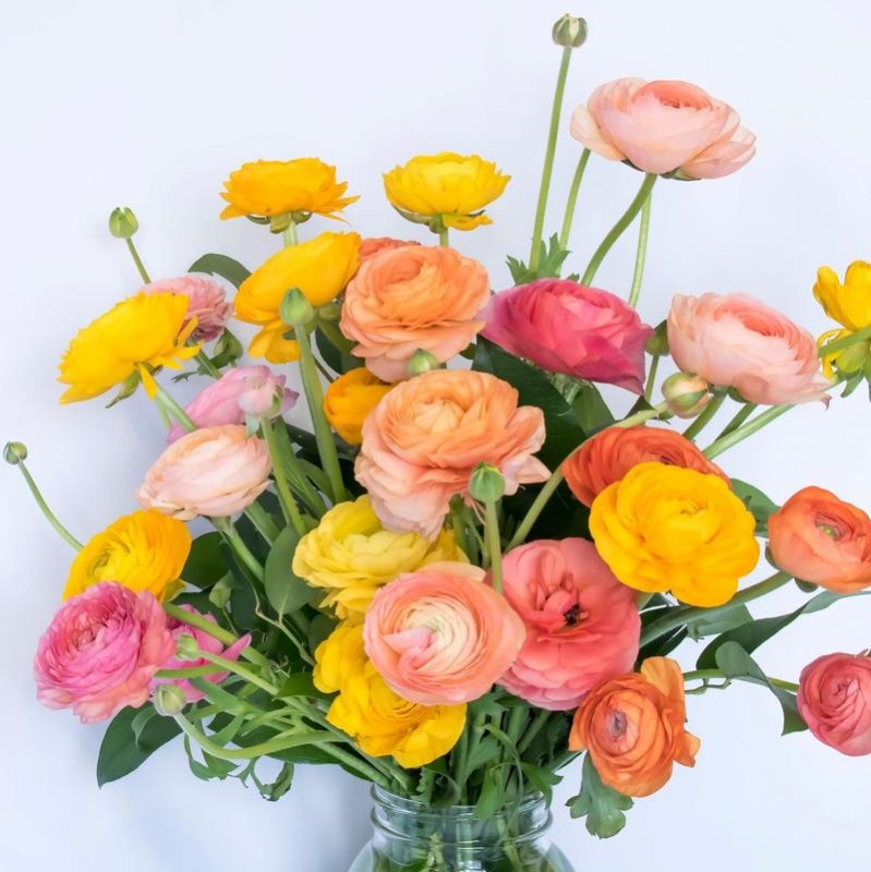 Ranunculus Tecolote Tropical Sunset Collection