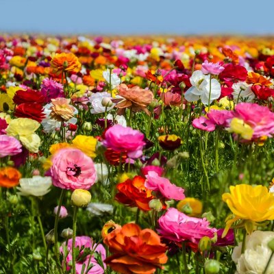Ranunculus Tecolote Flower Fields Collection