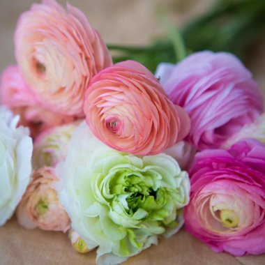 Ranunculus Tecolote Pastel Collection