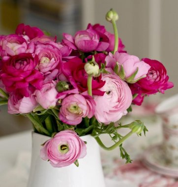 Ranunculus Tecolote Very Berry Collection