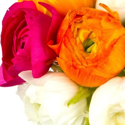 Ranunculus Tecolote Spring Fever Collection