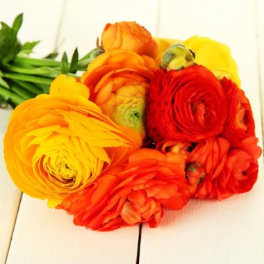 Ranunculus Tecolote Burning Embers Collection