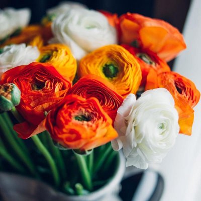 Ranunculus Tecolote Fire & Ice Collection
