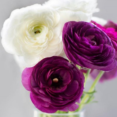 Ranunculus Tecolote Royalty Collection