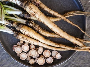 Mammoth Sandwich Island Salsify Seeds