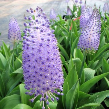 Scilla Maderensis
