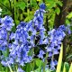 Spanish Bluebells (Hyacinthoides) Blue