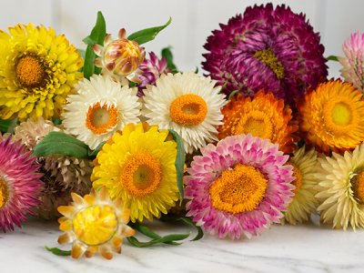 Tall Double Mix Strawflower Seeds
