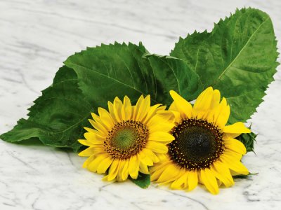 Henry Wilde Sunflower Seeds