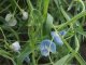 Azureus Blue Sweet Pea Seeds