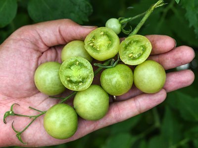 Green Doctors Tomato Seeds