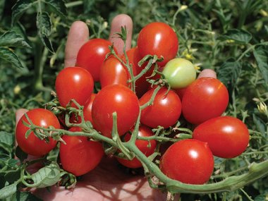 Riesentraube Tomato Seeds