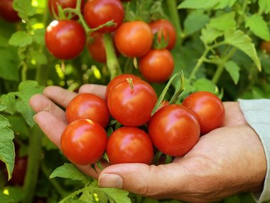 Chadwick Cherry or Camp Joy Tomato Seeds