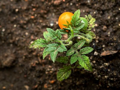 Orange Hat Tomato Seeds