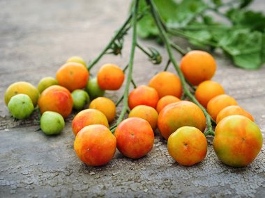 Isis Candy Cherry Tomato Seeds