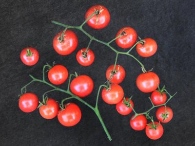 Napa Rose Blush Tomato Seeds