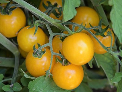 Hartman's Yellow Gooseberry Tomato Seeds