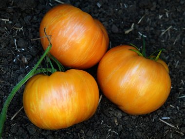 Orange Jazz Tomato Seeds