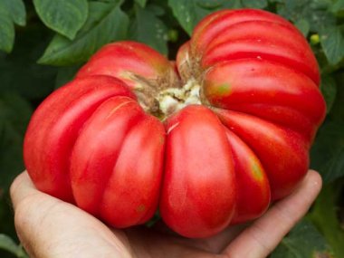 Mushroom Basket Tomato Seeds