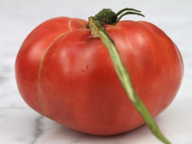 Dester Tomato Seeds