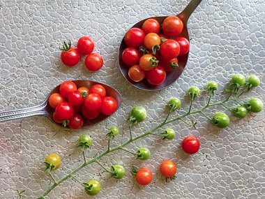 Spoon Tomato Seeds