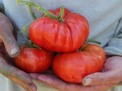 Pantano Romanesco Tomato Seeds