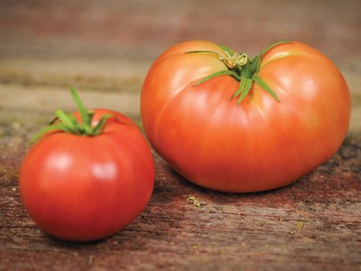 Peron Tomato Seeds