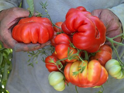 Red Rosso Sicilian Tomato Seeds