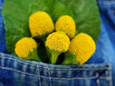 Yellow Toothache Plant Seeds