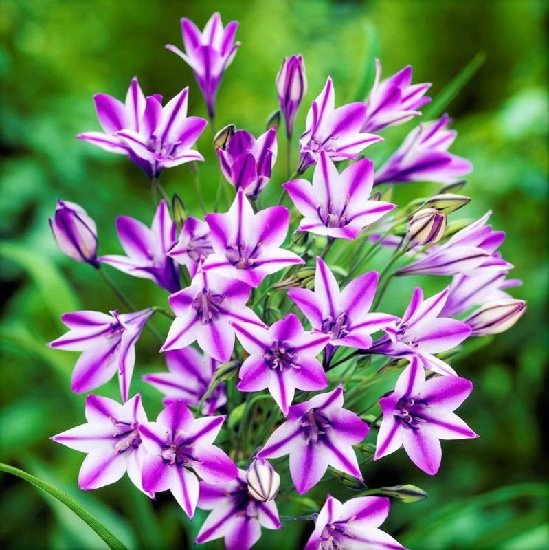 Triteleia Rudy