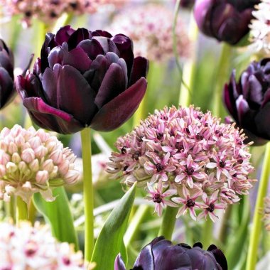 Beauty & Sparkle - Allium and Tulip Blend