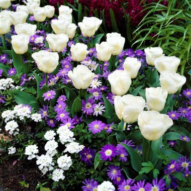 Anemone and Tulip 'Sweet & Elegant' Blend