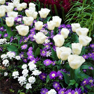 Anemone and Tulip 'Sweet & Elegant' Blend