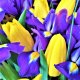Imperial Bouquet - Tulip and Dutch Iris Blend