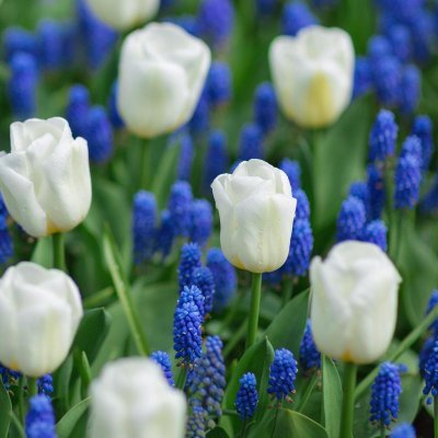 Muscari & Tulips "Blueberries and Cream" Blend
