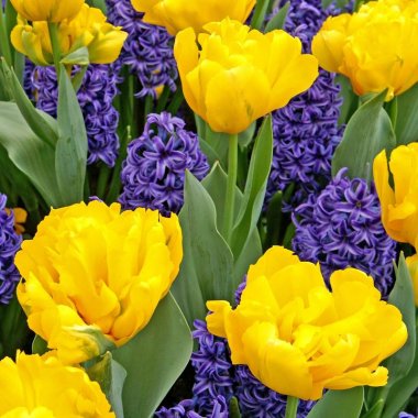 Sunny Day - Tulip and Hyacinth Blend