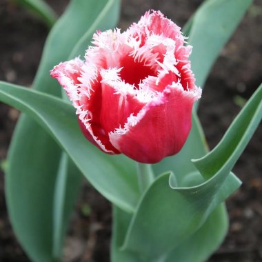 Tulip Canasta (Fringed)