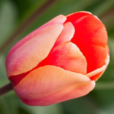 Tulip Menton