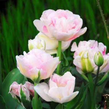Tulip Angelique