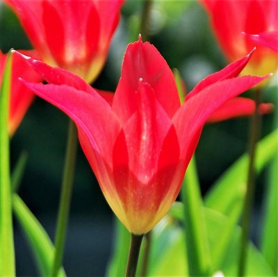 Tulip Dyanito
