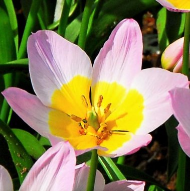 Tulip Bakeri Lilac Wonder