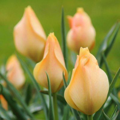 Tulip Batalinii Bright Gem