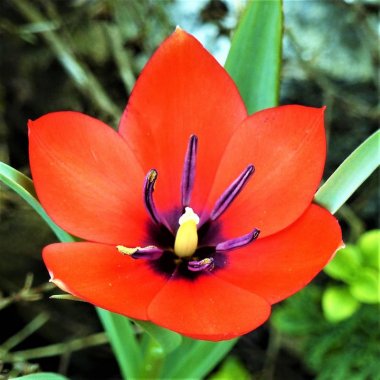 Tulip Batalinii Red Gem